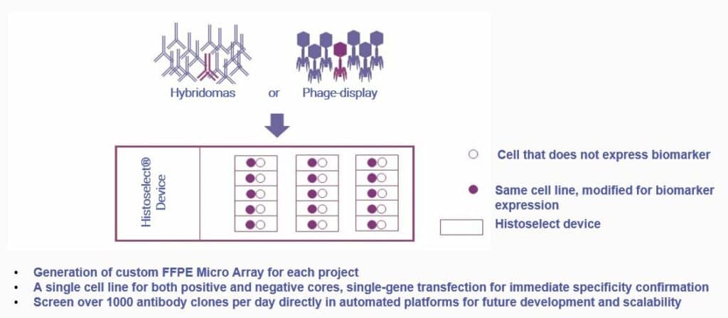 Diagram displaying hybridomas or phage-display going through a Histoselect device